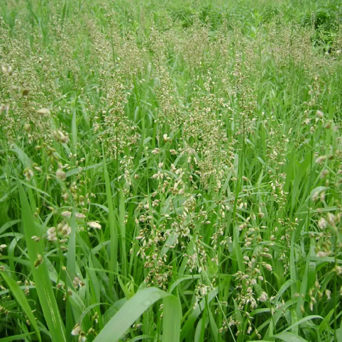 Trawa żubrówka (Hierochloë odorata) – aromatyczna, mrozoodporna.