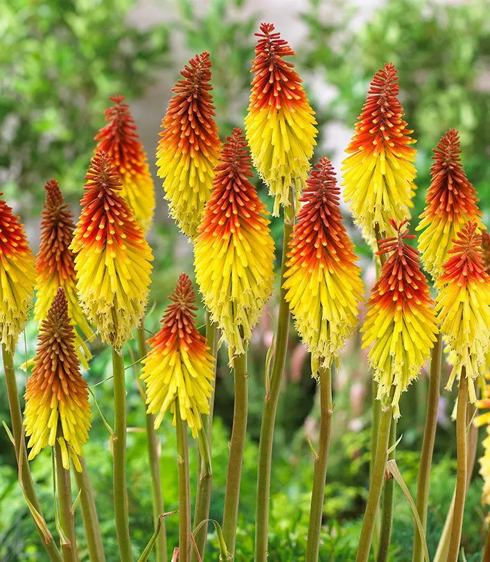 Trytoma (Kniphofia) w dużej donicy; konieczne zabezpieczenie na zimę.