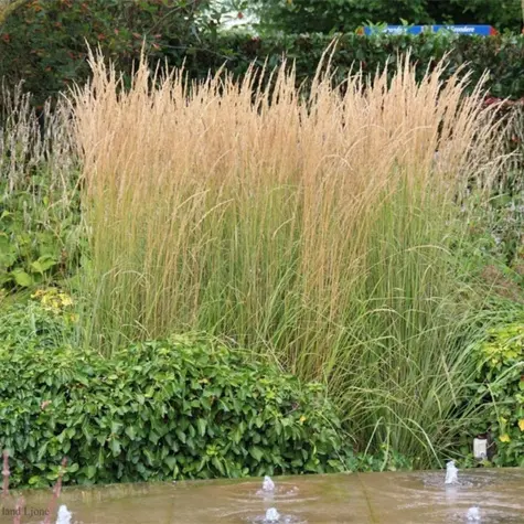 Trzcinnik ostrokwiatowy 'Avalanche'