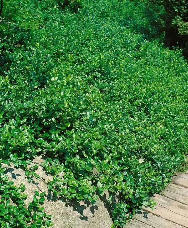 Trzmielina Fortune’a ‘Coloratus’