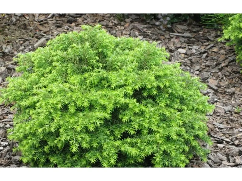Tsuga canadensis ‘Nana’ – elegancka poduszka do półcienia.