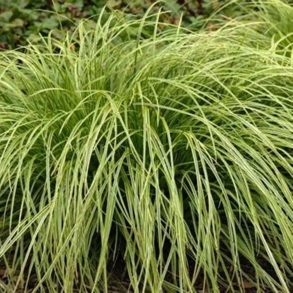 Turzyca 'Gold Fountain'