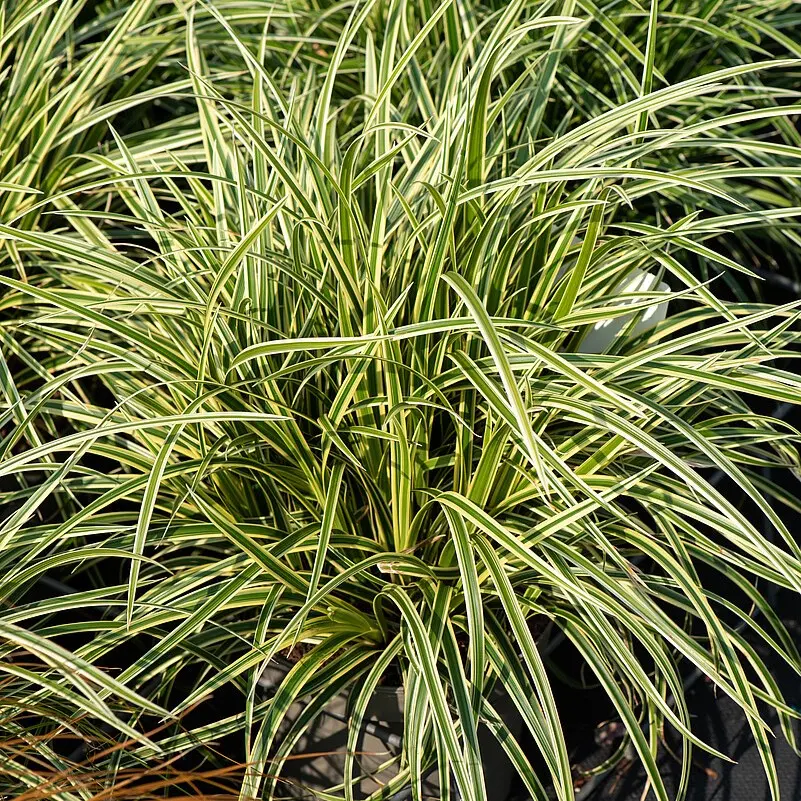 Turzyca Morrowa 'Vanilla Ice'