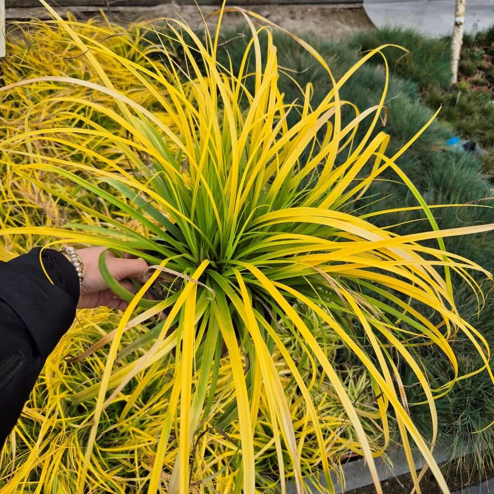 Turzyca Oszimska 'Everillo'