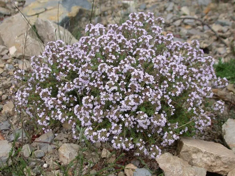 Tymianek właściwy (Thymus vulgaris) – aromatyczne, w pełni mrozoodporne zioło do donic.