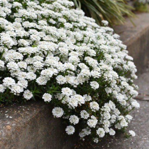 Ubiorek wieczniezielony (Iberis sempervirens) – zimozielony skalniak do donic.