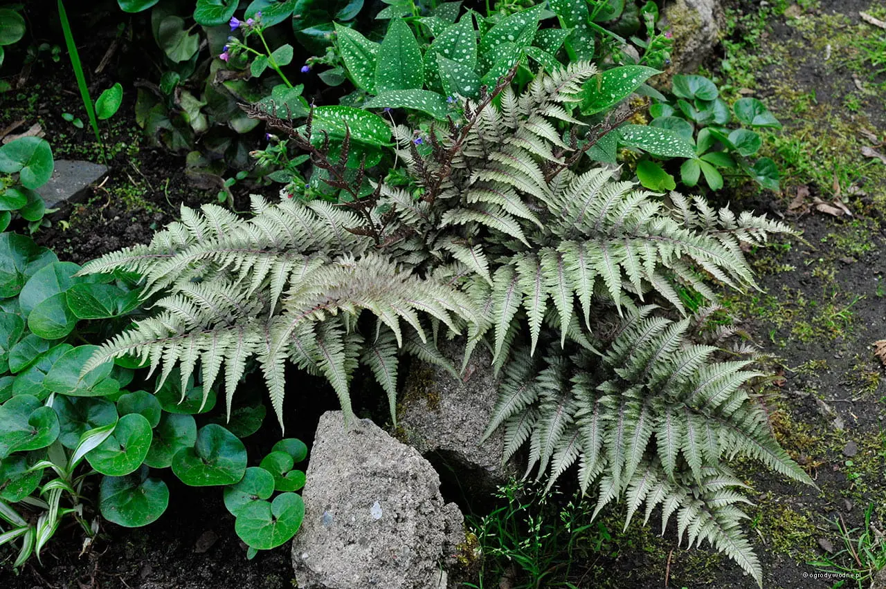 Wietlica japońska ‘Metallicum’.