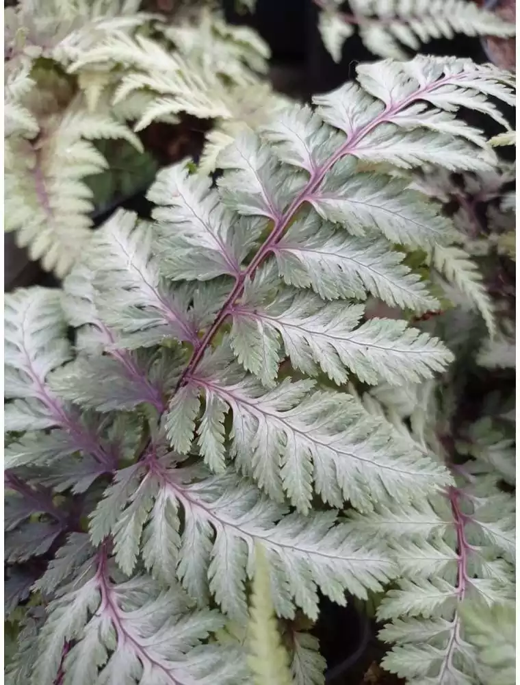 Wietlica japońska (Athyrium niponicum) – paproć do półcienia, dobra do donic.