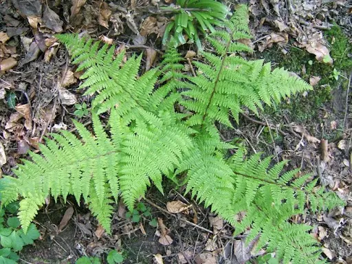 Wietlica samicza (Athyrium filix-femina).
