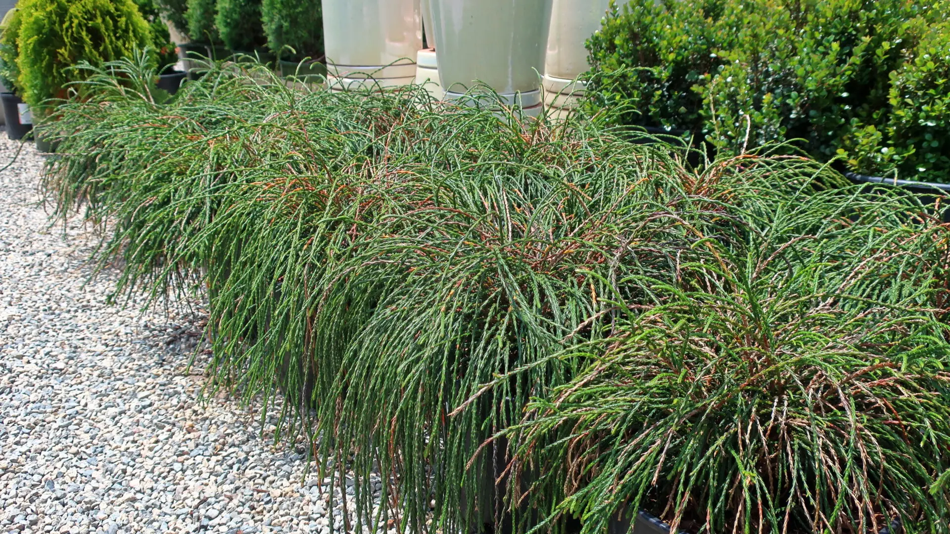 Żywotnik olbrzymi ‘Whipcord’.