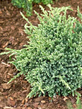 Żywotnik wschodni ‘Filip’s New Future’.