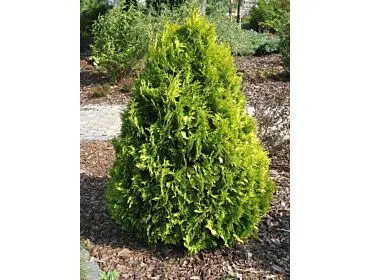 Żywotnik zachodni ‘Ania’.