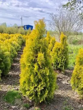 Żywotnik zachodni ‘Aurea Kordusi’.