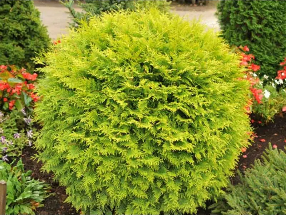 Żywotnik zachodni ‘Danica Aurea’.