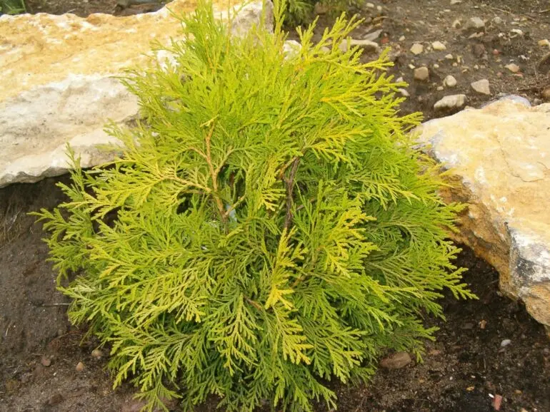 Żywotnik zachodni ‘Holmstrup Yellow’.