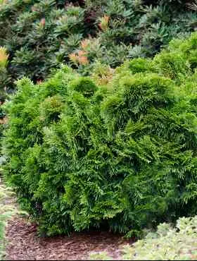 Żywotnik zachodni ‘Magdalena’.