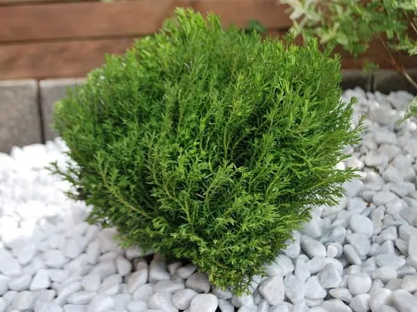 Żywotnik zachodni ‘Teddy’.