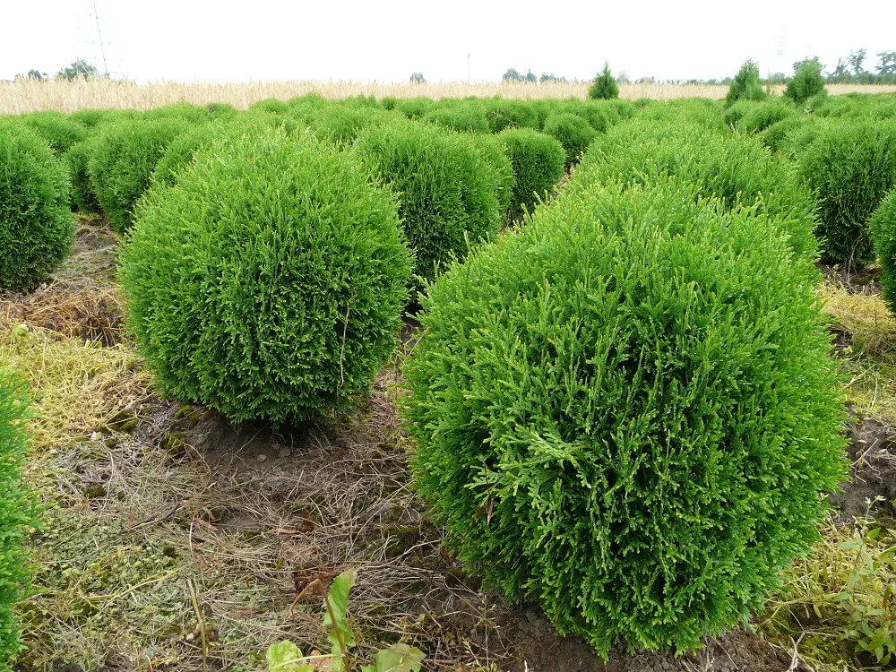 Żywotnik zachodni ‘Tiny Tim’.