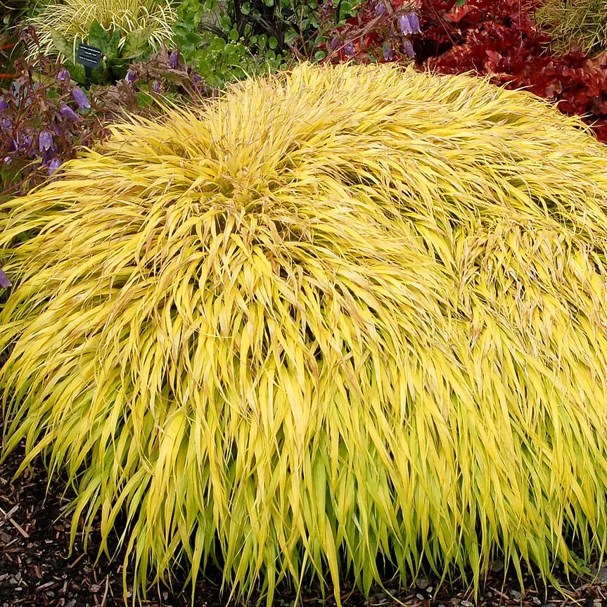 Hakonechloa macra 'All Gold'