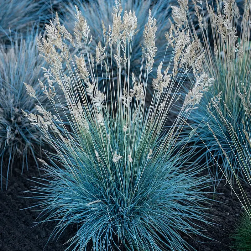 Kostrzewa sina 'Azurit'