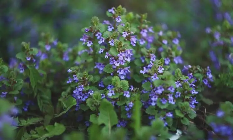Bluszczyk kurdybanek (Glechoma hederacea) – zimozielony okrywowiec, świetny do brzegów donic.