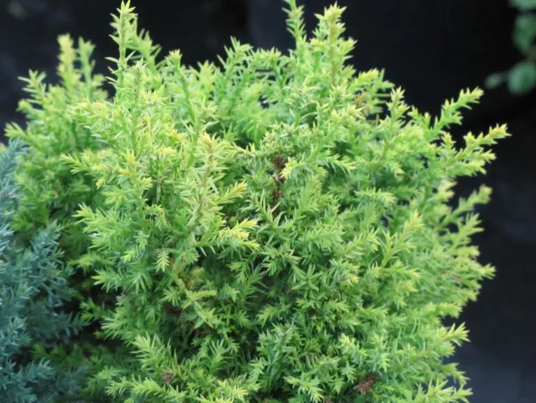Chamaecyparis pisifera ‘Plumosa Compacta Aurea’ – złocista, kompaktowa.