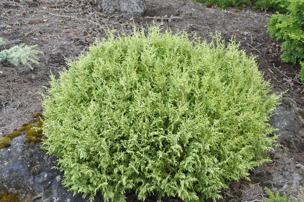 Chamaecyparis pisifera ‘Pygmy’ – miniaturowa.