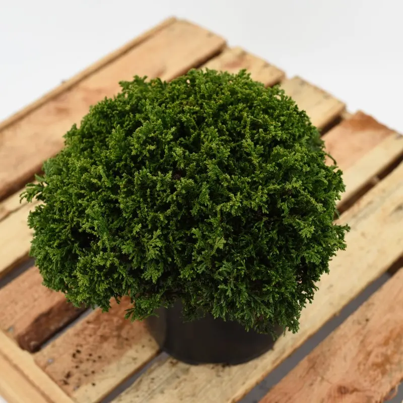 Chamaecyparis pisifera ‘Hime-Sawara’ – karłowa, gęsta.