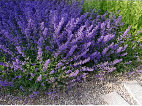 Kocimiętka ‘Walker’s Low’ – długie kwitnienie, miód dla zapylaczy.