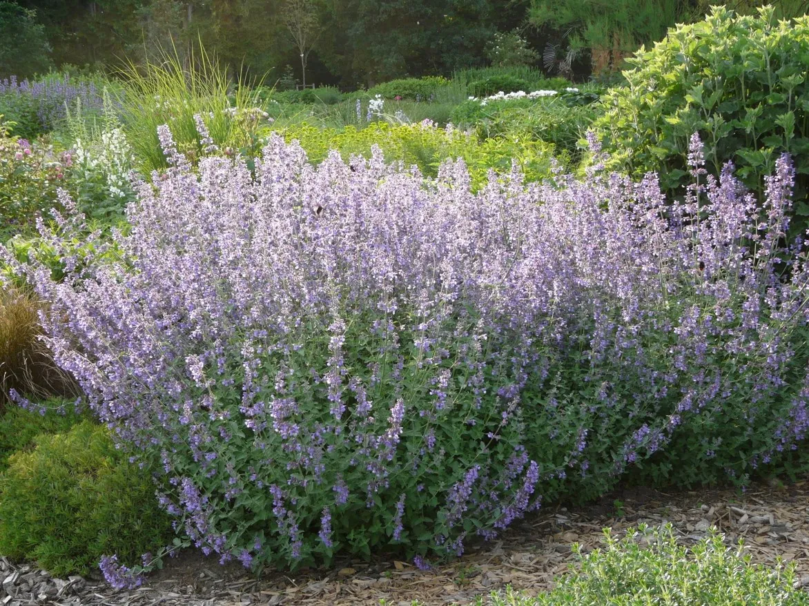 Kocimiętka ‘Six Hills Giant’ – obfitsza, do większych pojemników.