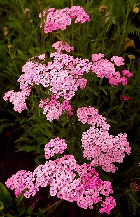 Krwawnik pospolity (Achillea millefolium).