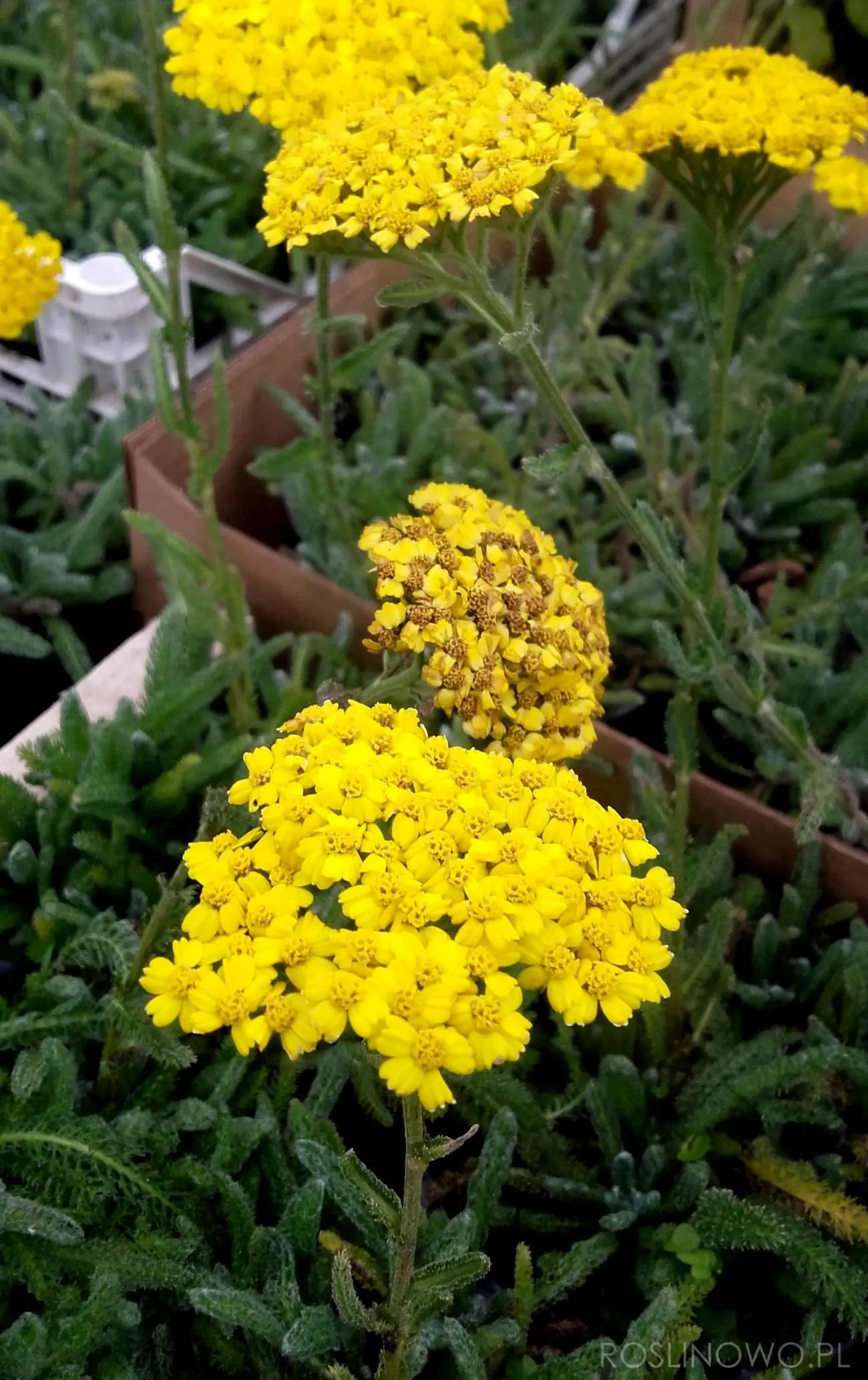 Krwawnik – kultywary ogrodowe do donic.