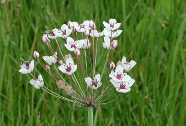 Łączeń (Butomus) – typowo wodny, nie do donic tarasowych.
