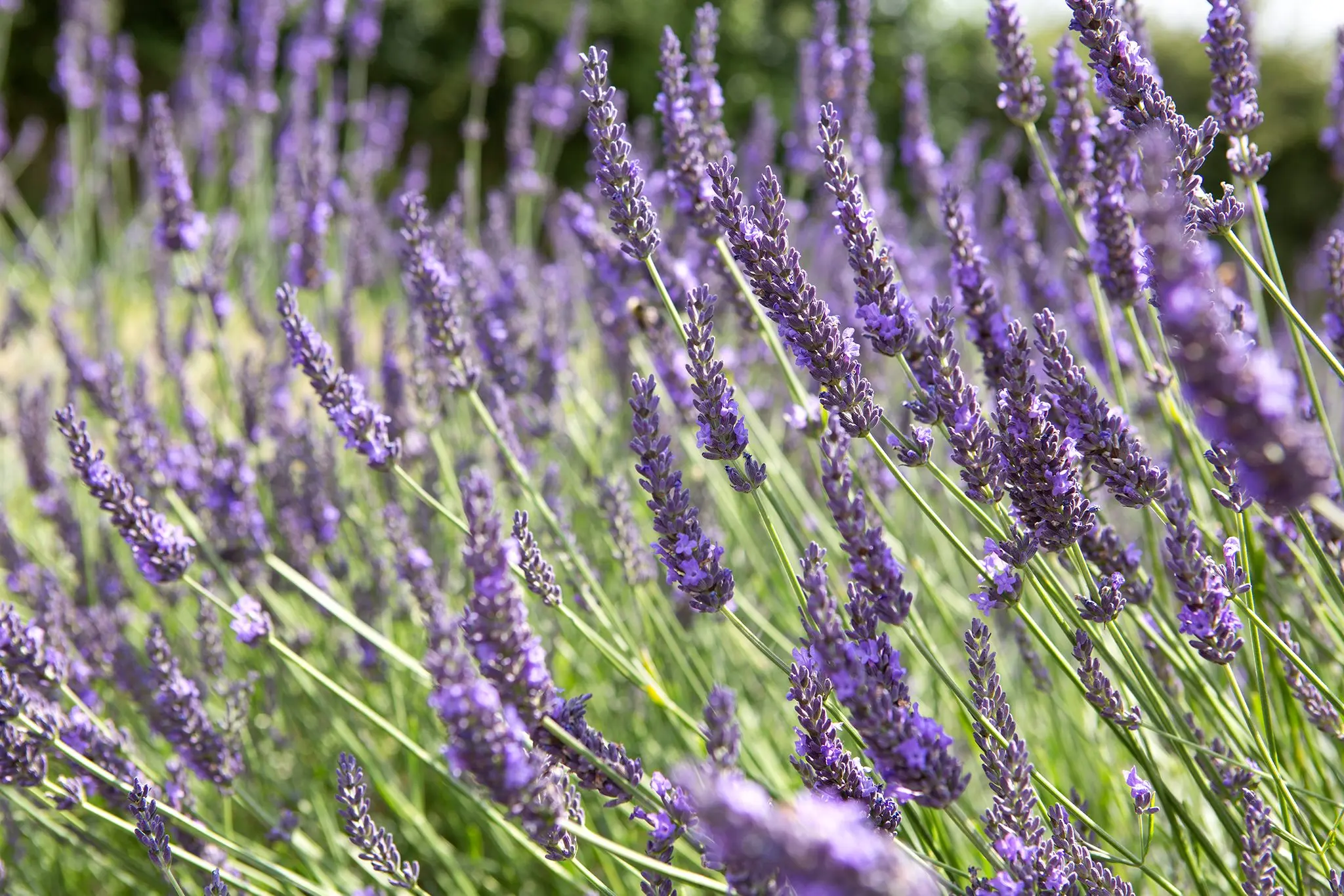 Lavandula × intermedia ‘Grosso’ – wytrzymalsza lawenda na duże donice.