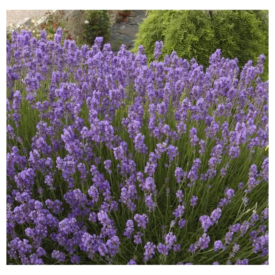 Lawenda wąskolistna (Lavandula angustifolia) – duża donica i świetny drenaż.