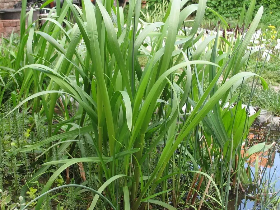 Manna mielec (Glyceria) – trawy wodne do strefy płytkiej.