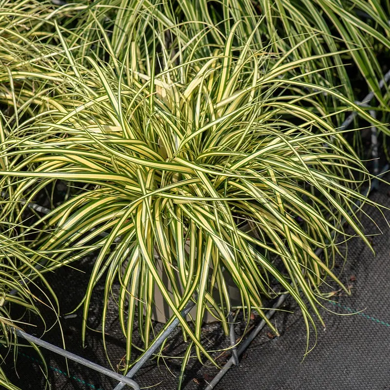 Carex oshimensis 'Maxigold'