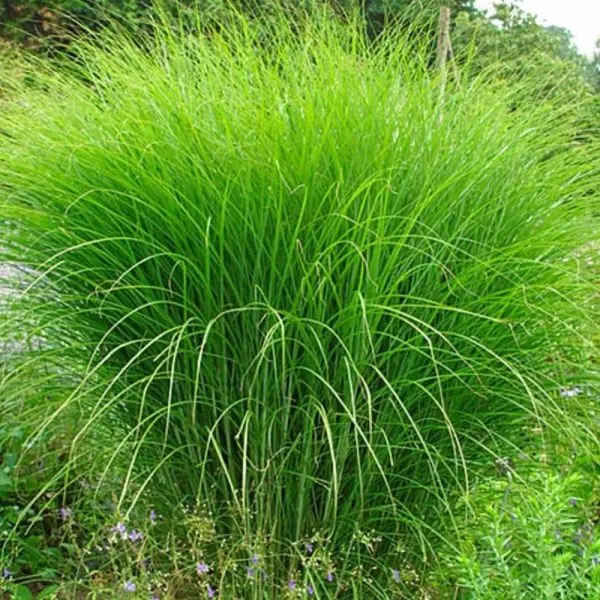 Miskant Chiński ‘Gracillimus’