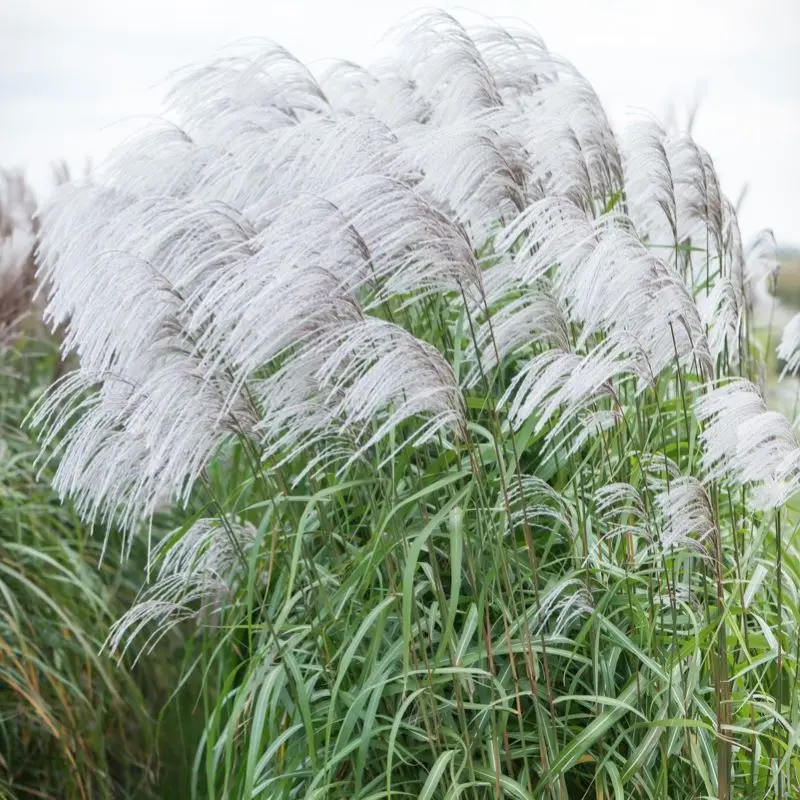 Miskant Chiński ‘Memory’