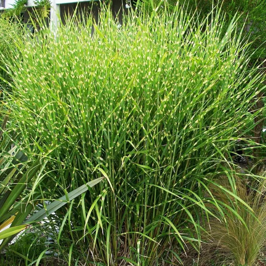 Miskant Chiński ‘Strictus’