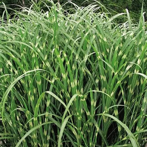 Miskant Chiński ‘Zebrinus’