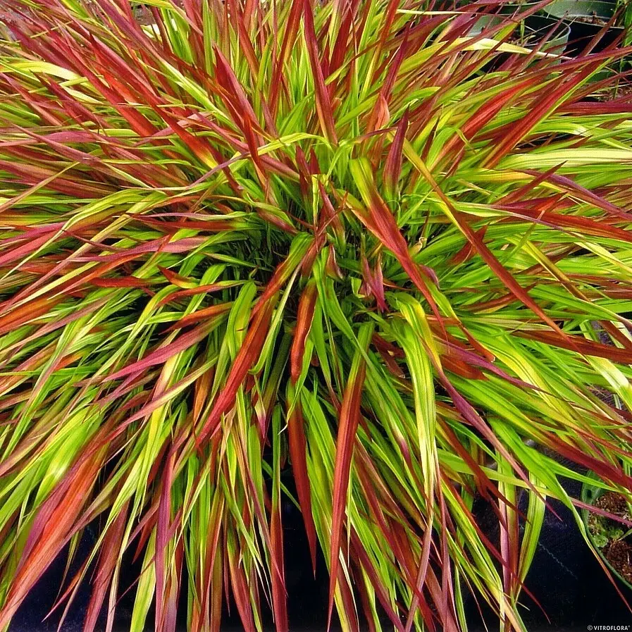 Hakonechloa macra 'Mulled Wine'