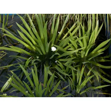 Osoka (Stratiotes) – roślina wodna, wymaga zbiornika z wodą.