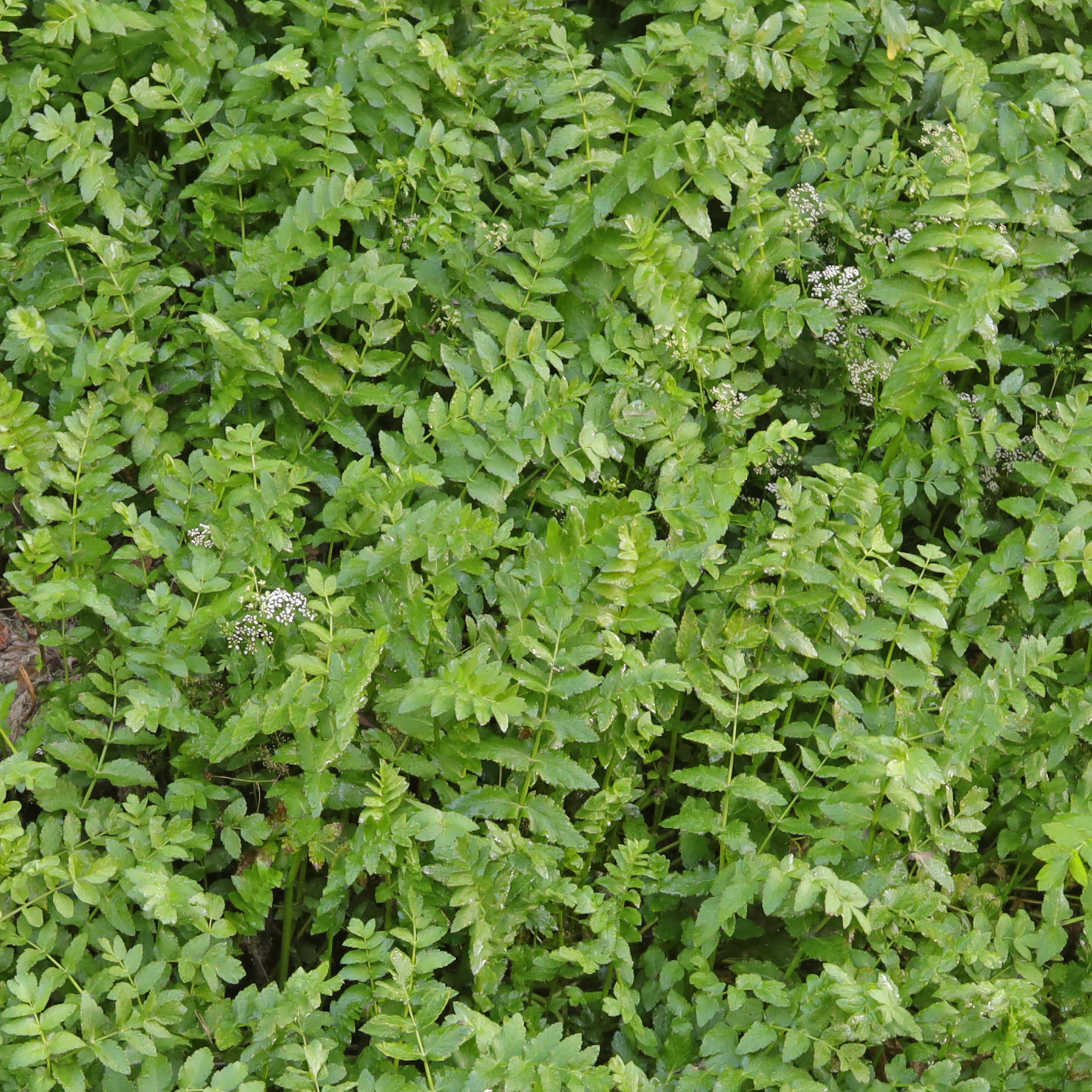 Potocznik (Berula) – roślina strumieni i strefy bagiennej.