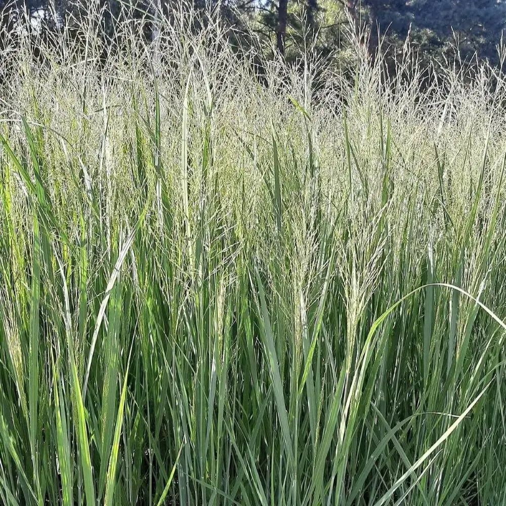 Proso rózgowate 'Northwind'