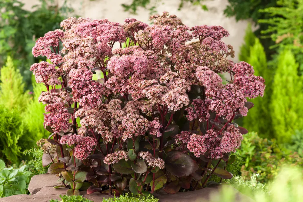 Rozchodnik ‘Matrona’ – bordowe łodygi, mocny akcent jesienny.