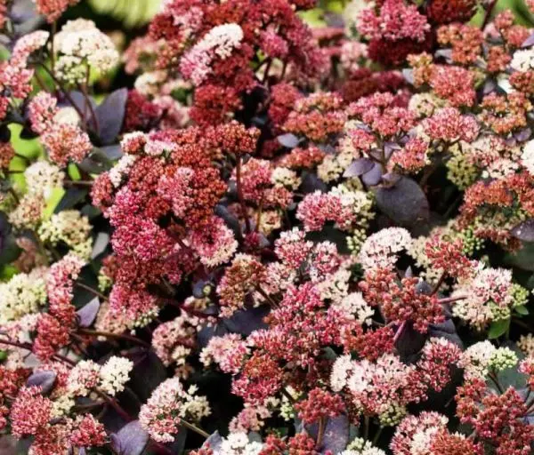 Rozchodnik ‘Rainbow Xenox’ – barwne liście, efektowny w donicach.