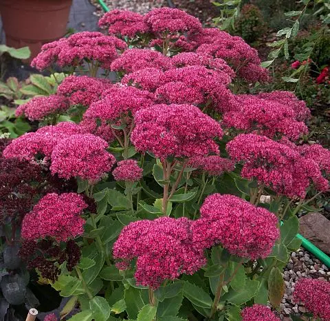 Rozchodnik okazały (Sedum/Hylotelephium spectabile) – klasyk na późne lato i jesień.