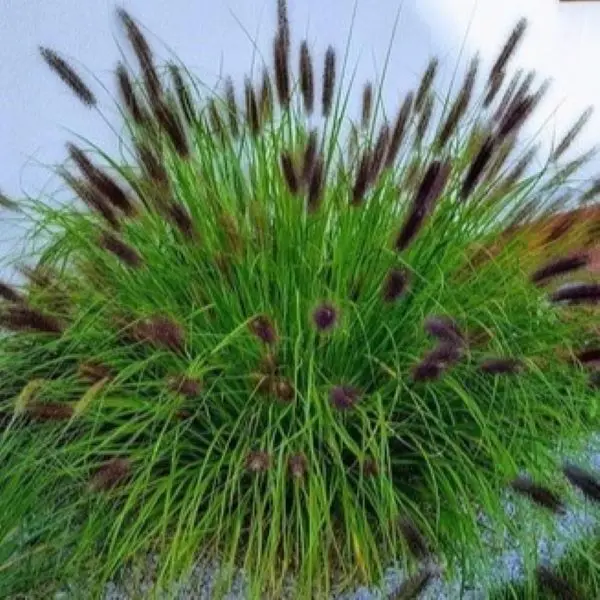 Rozplenica japońska 'Black Beauty'