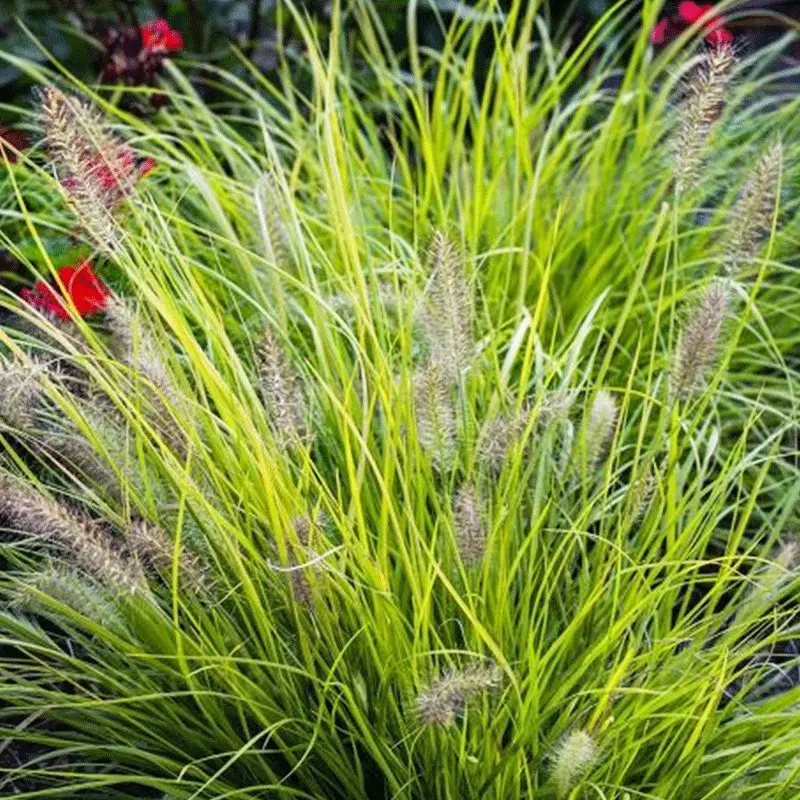 Rozplenica japońska 'Hameln Gold'